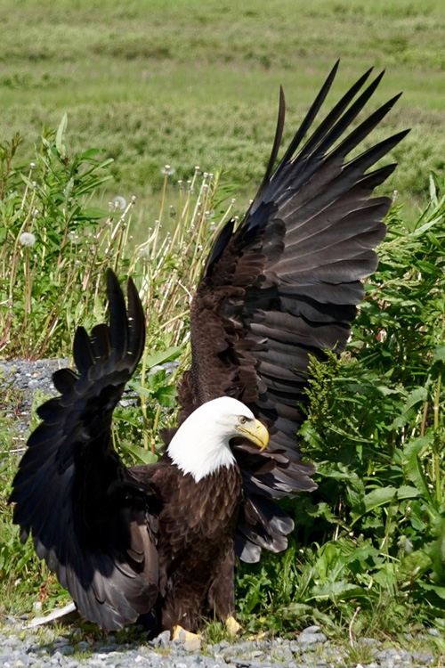 MPhotoClub Alaska Eagle