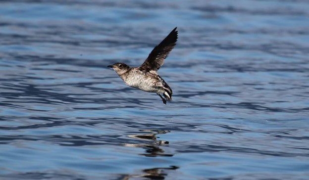 USFWS Marbled Murrelet photo by Robin Corcoran