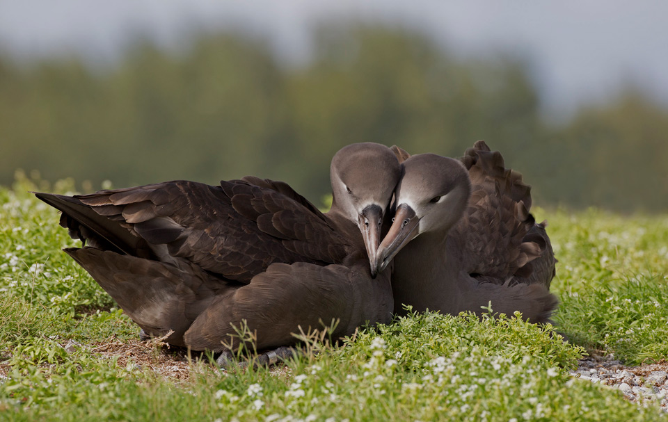 black footed albatross dan clark usfws