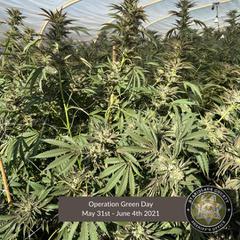 stanislaus california marijuana1