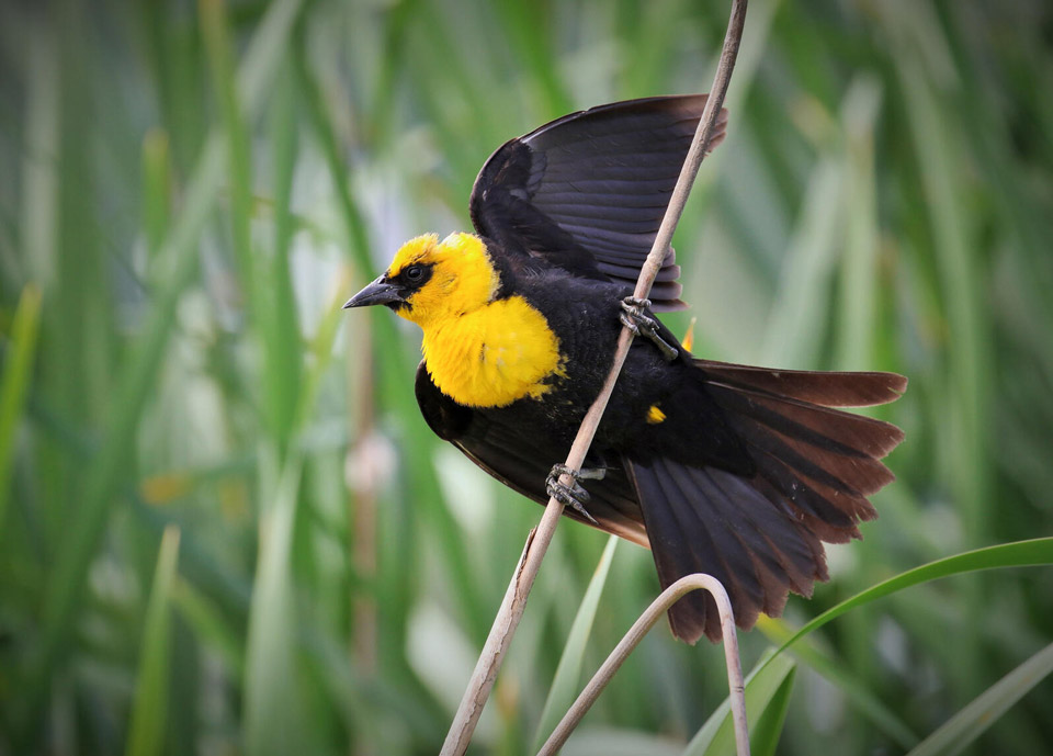 web apa 2016 yellow headed blackbird charles wheeler kk