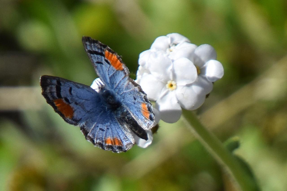 Beth Pratt Sonoran blue butterfly