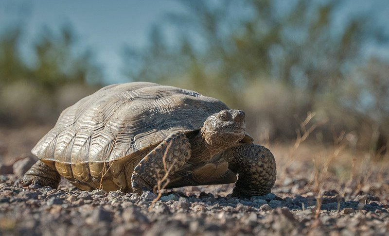 Mojave desert tortoise Photo credit U.S. Fish and Wildlife Service