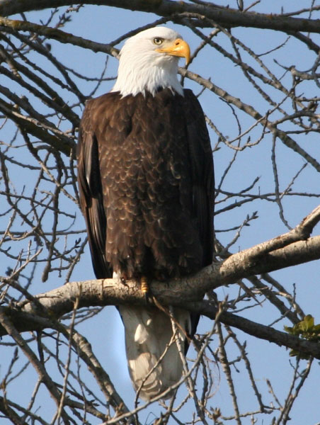 bald eagle credit linda gast sierra sun times