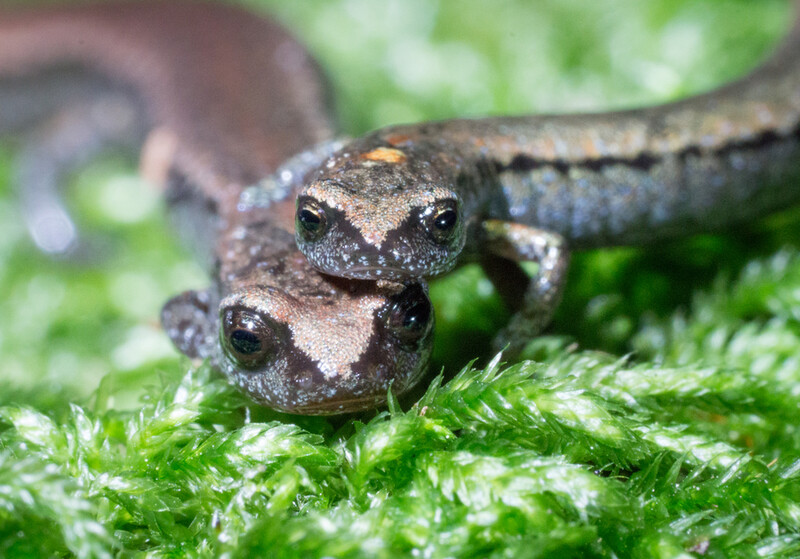 RSCalifornia slender salamander Heidi Rockney FPWC
