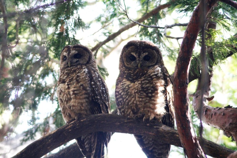 Agreement Reached to Conduct New Status Review of California Spotted Owls, Center for Biological Diversity Reports - Sierra Sun Times