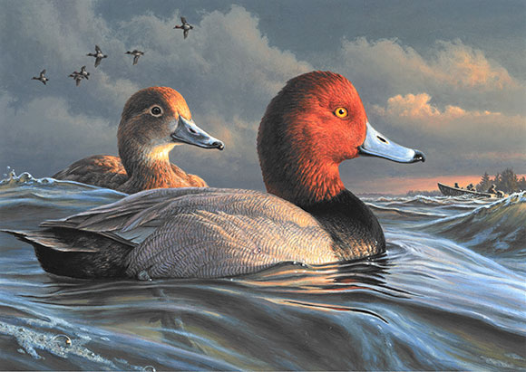 2022 2023 Federal Duck Stamp Winner redheads artist James Hautman 580