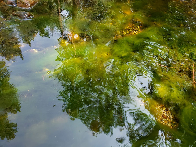YNP toxic algae in Tenaya Creek