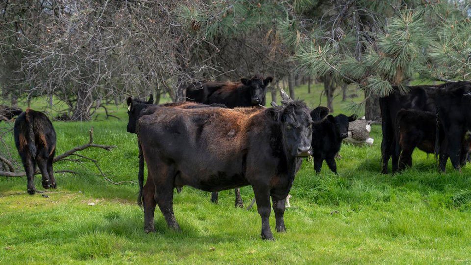cow 20190220 cattleranch uc davis