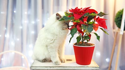 CatWithPoinsettia