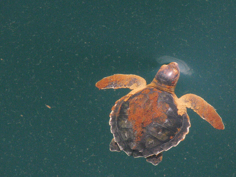 Sea Turtle Photo Kate Sampson NOAA