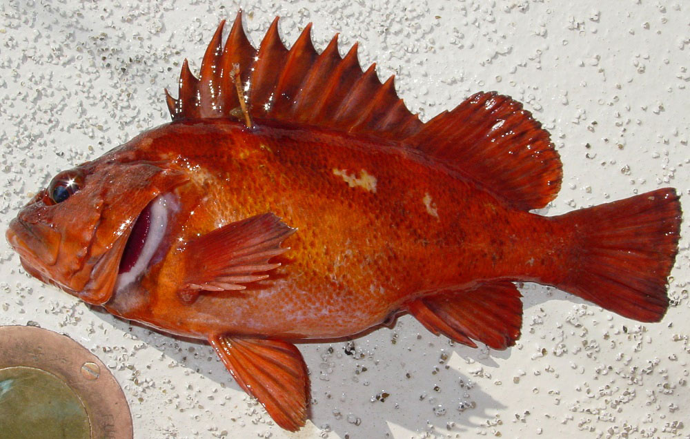 Groundfish CopperRockfish
