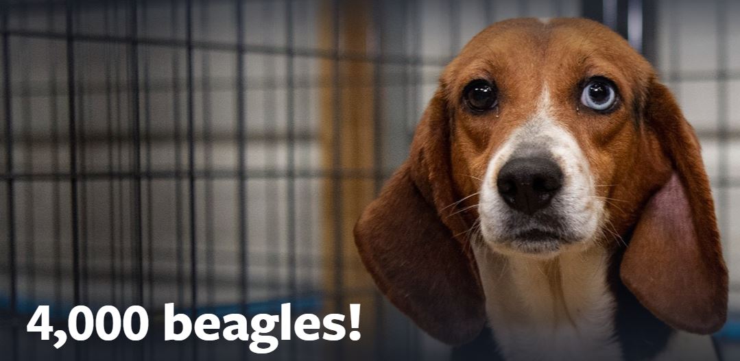 beagles
