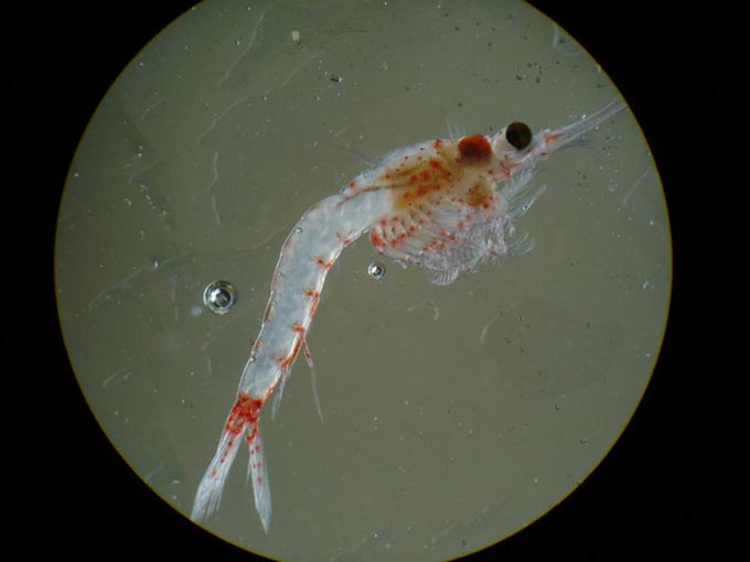 mysis shrimp closeup