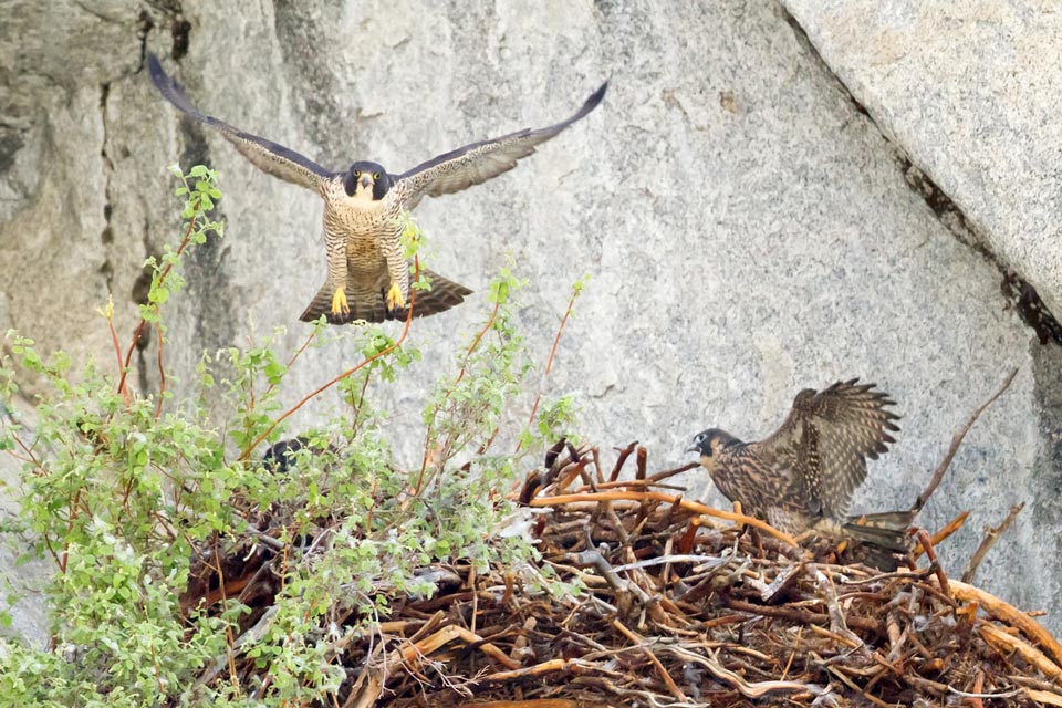 Peregrine and Nest Credit Peggy Sells