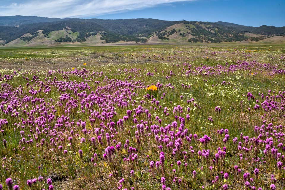 Purple owls clover California poppies in Bear Valley Condor Ridge behind Bob Wick