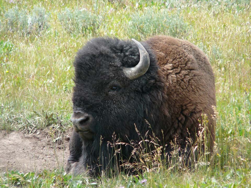 Yellowstone bison Credit Judson Spicer USFWS