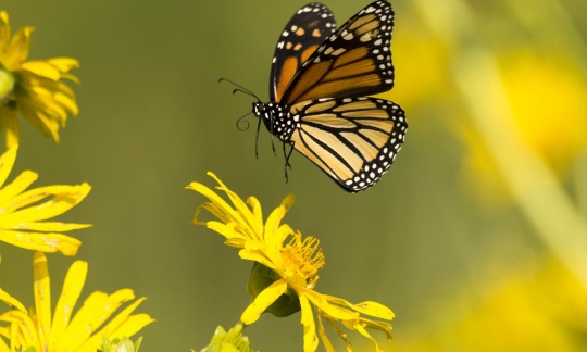 june 23 monarch butterfly summit