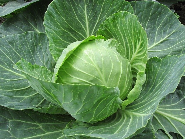white cabbage g71889f68a 640