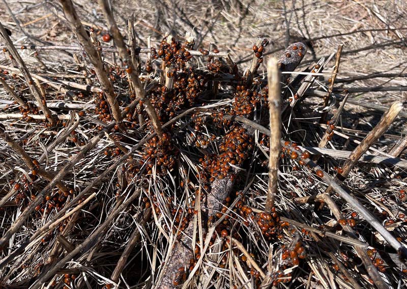 YNP lady beetles