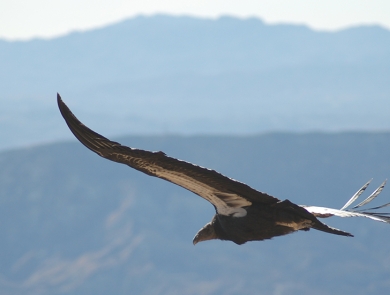 california condor los padres national forest credit usfws