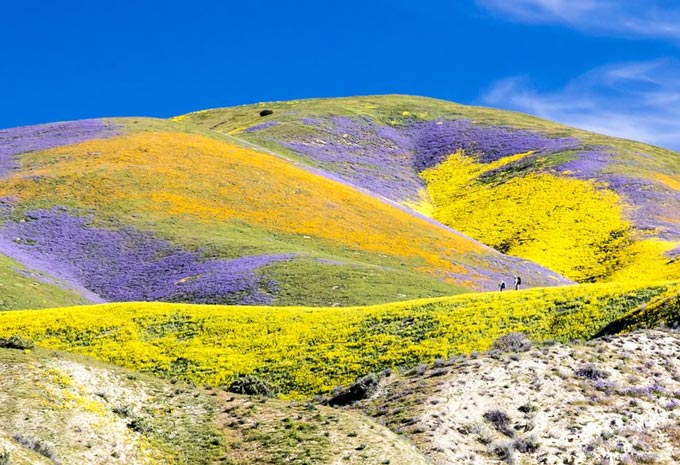 RSCarrizo Plain National Monument Bob Wick B.max 800x800