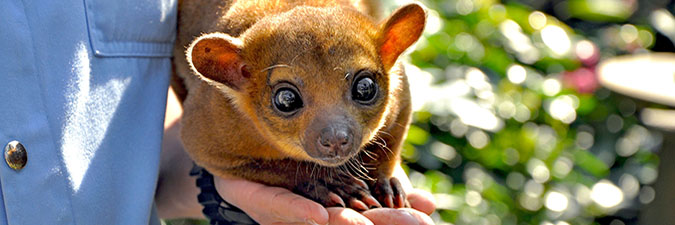 ac kinkajou sa