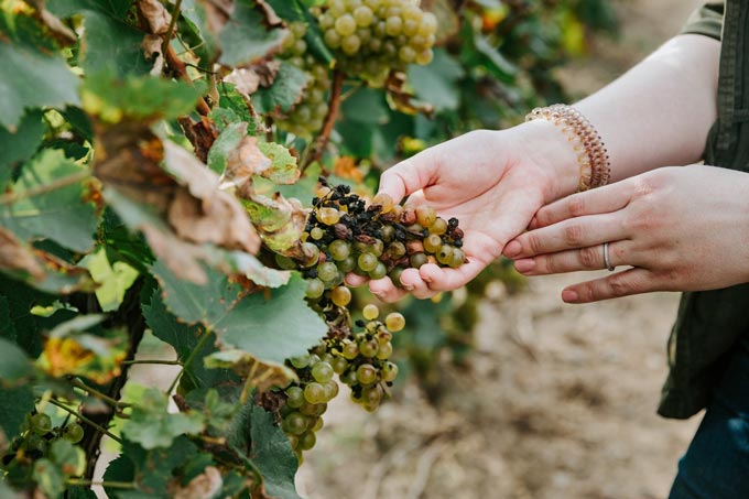 jpl diseased grapes AU CALS Agritech