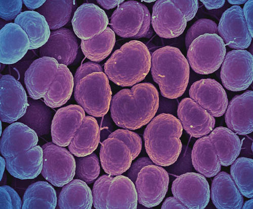 NIH bacteria 500