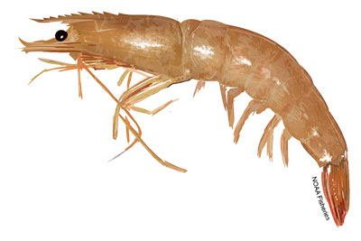 Shrimp Brown NOAAFisheries