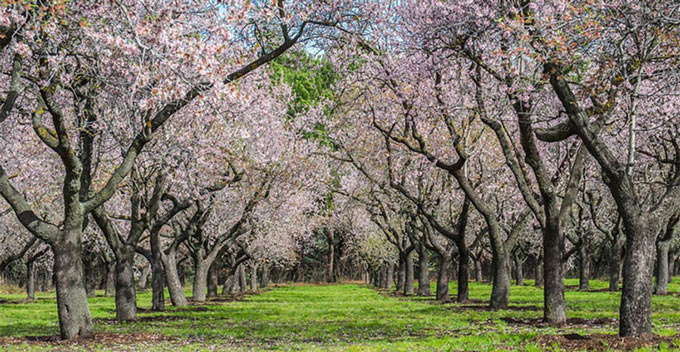 almond orchard credit chico state