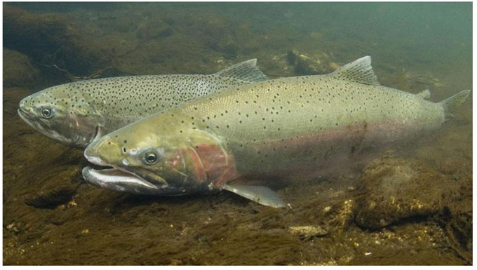 steelhead trout credit noaa fisheries
