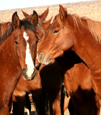 blm210 horses adoption 52679350786 e56f8fc079 w