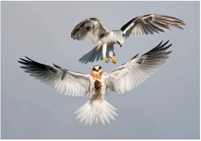 White tailed Kites credit Jack Zhi Audubon Photography Awards 2022 Grand Prize Winner