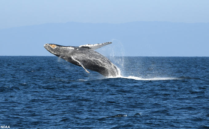 humpback whale Channel Islands National Marine Sanctuary Robert Schwemmer NOAA