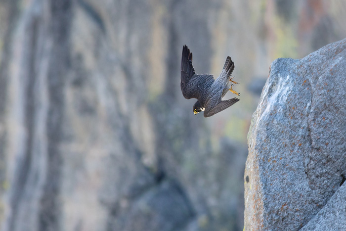 YNP falcon