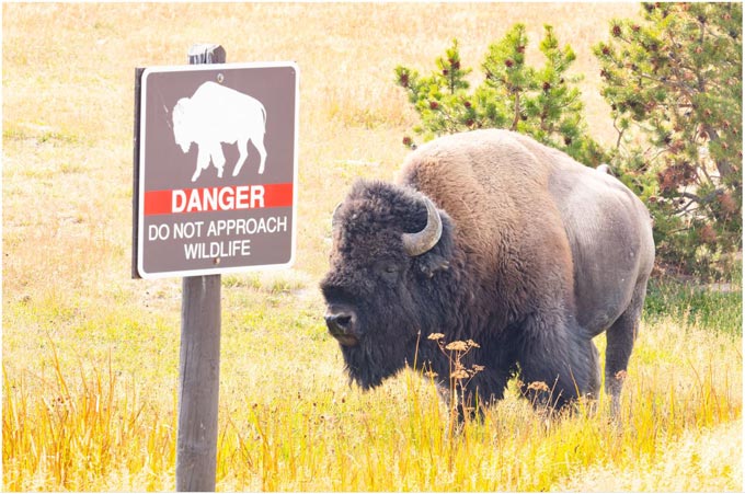 bison yellowstone nps photo