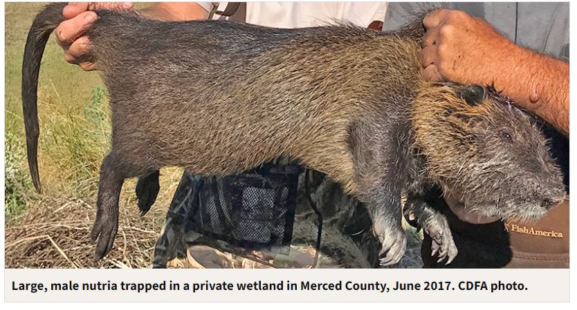 nutria cdfw merced county