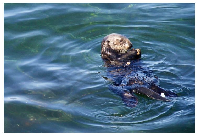 otter usfws 715