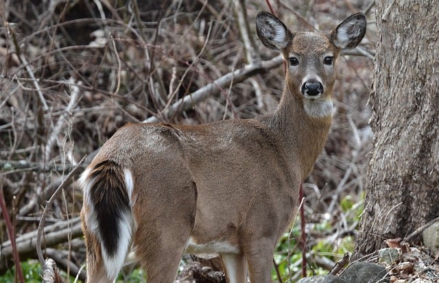 white tail deer g0862b1ab6 640