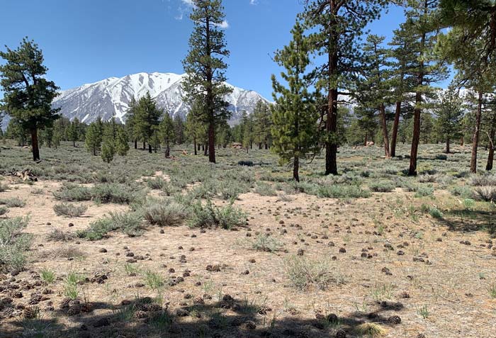 Inyo trees 1