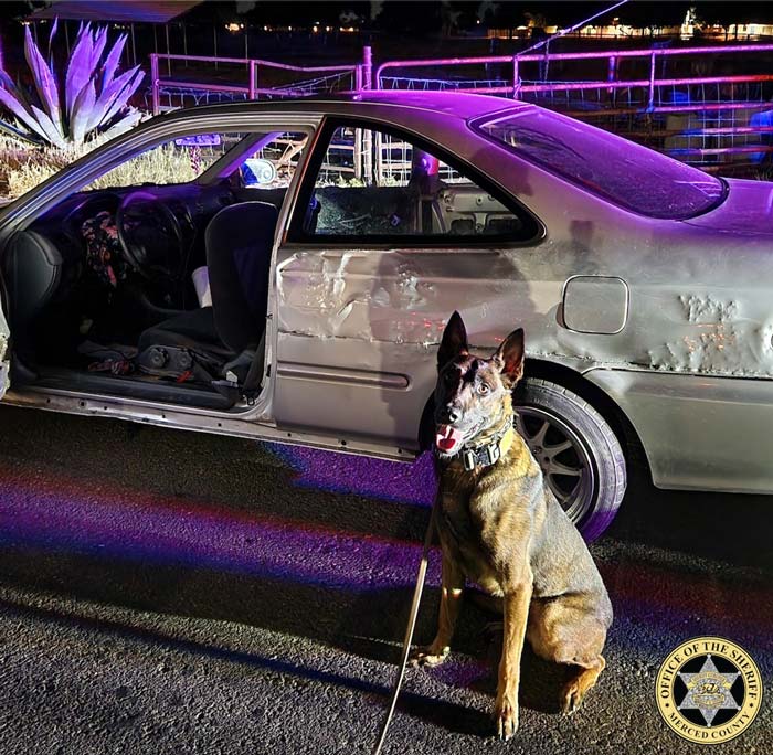 MCSO K9 arrest