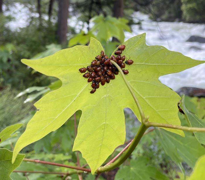 YNP ladybugs1