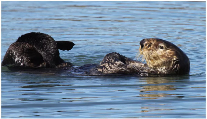 sea otter usfws Lilian Carswell