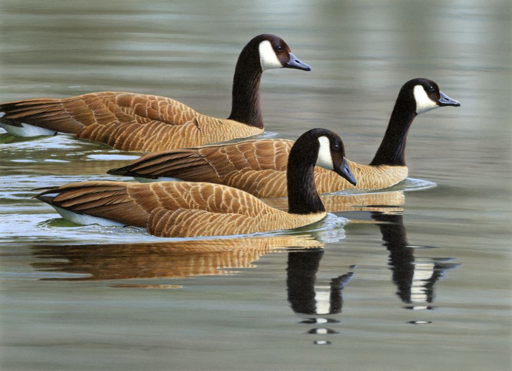 cdfw326 2022 canada geese john brennan 1000