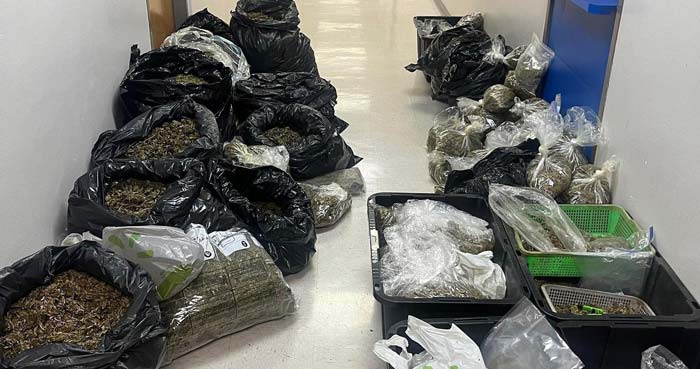 FPD marijuana bust 2