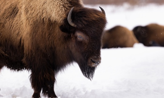 wood bison usfws