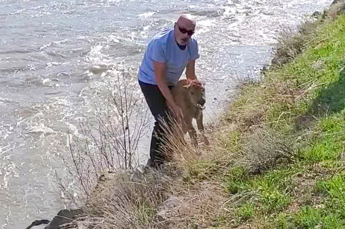 yellowstone bison death