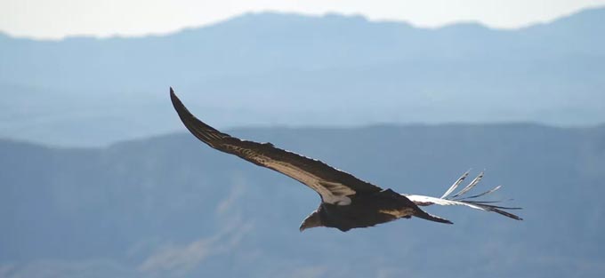 california condor credit usfws