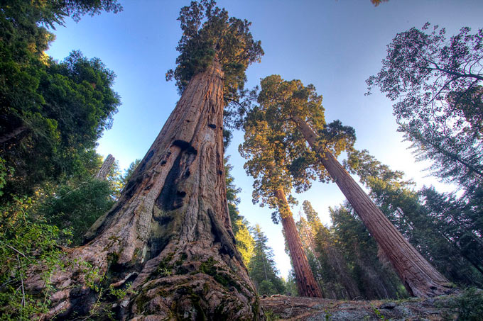 case mountain giant sequoias bob wick blm tulare county